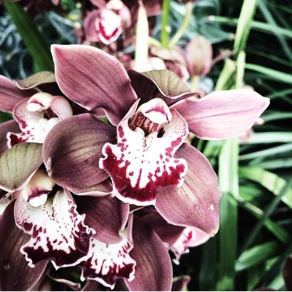 Meet your Posher, Jasmine